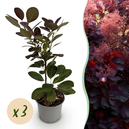 Arbre à perruque 'royal purple' - lot de 3 - pot 12 cm - hauteur 35 cm - plante d'extérieur