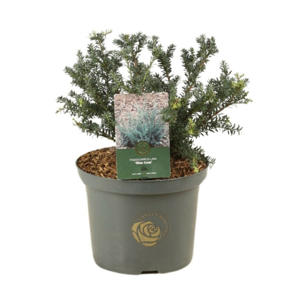 Podocarpe 'blue gem' pot 5l 30cm - podocarpus lawrencei blue gem
