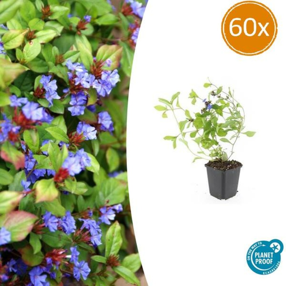 Plumbago de chine x60 – entre 3,75 et 5m2