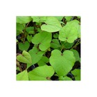 Epinard arbustif/fagopyrum dibotrys[-]lot de 5 godets