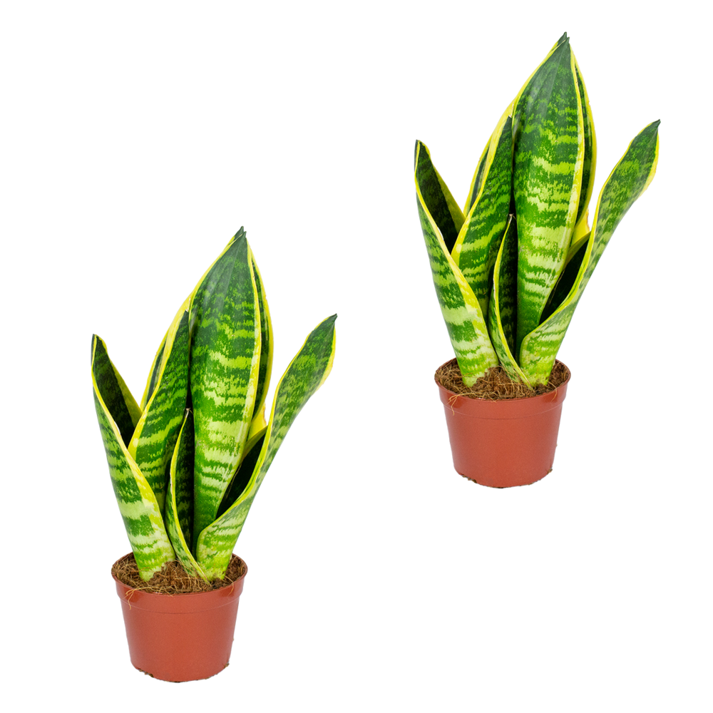 Sansevieria 'superba' lot de 2 - plante d'intérieur et pot ⌀9 cm - ↕35 cm