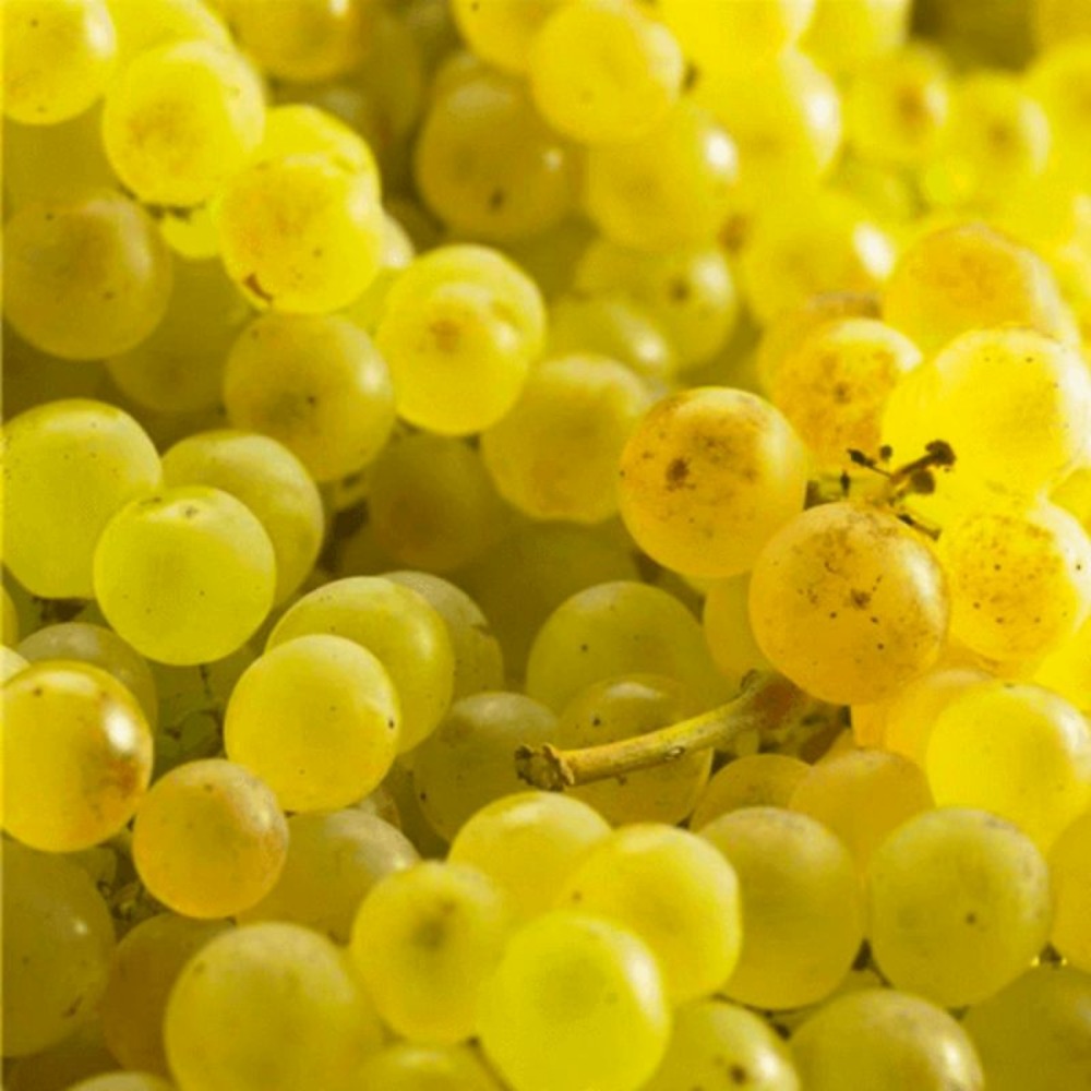 Vigne 'Chasselas DorÃ©'âŠ