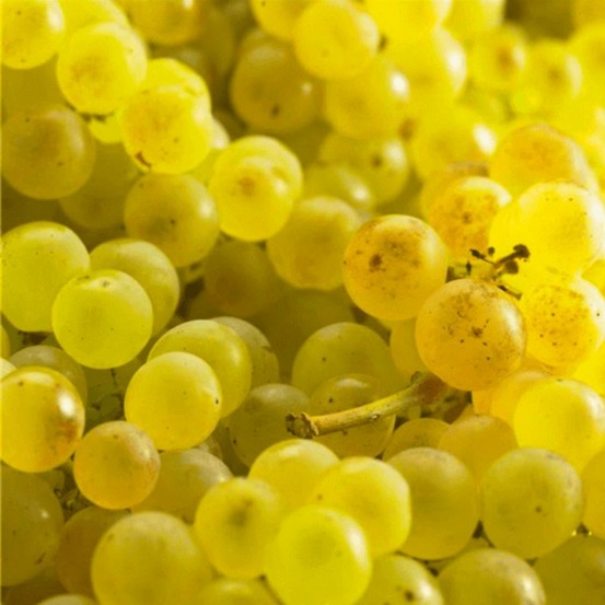 Vigne 'Chasselas Doré'âŠ