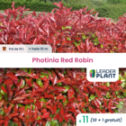 11 x  photinia red robin en pot de 10 l