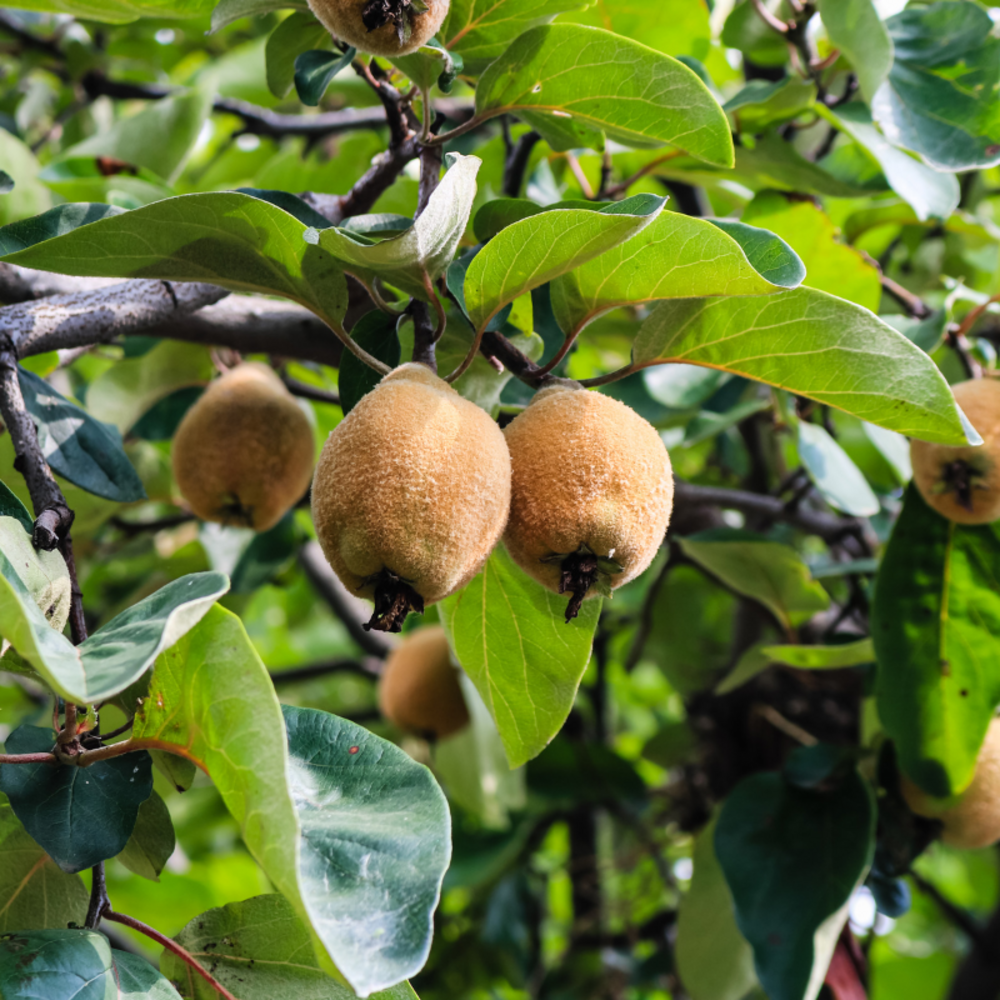 Kiwi jenny - actinidia deliciosa jenny 50/60cm
