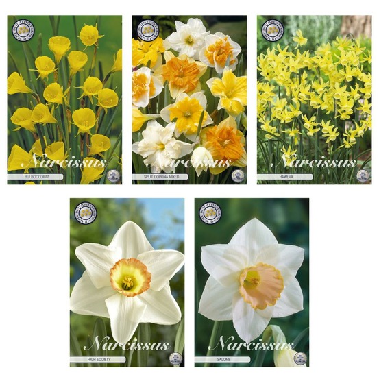 Narcisses - mix de 5 variétés - 35 bulbes
