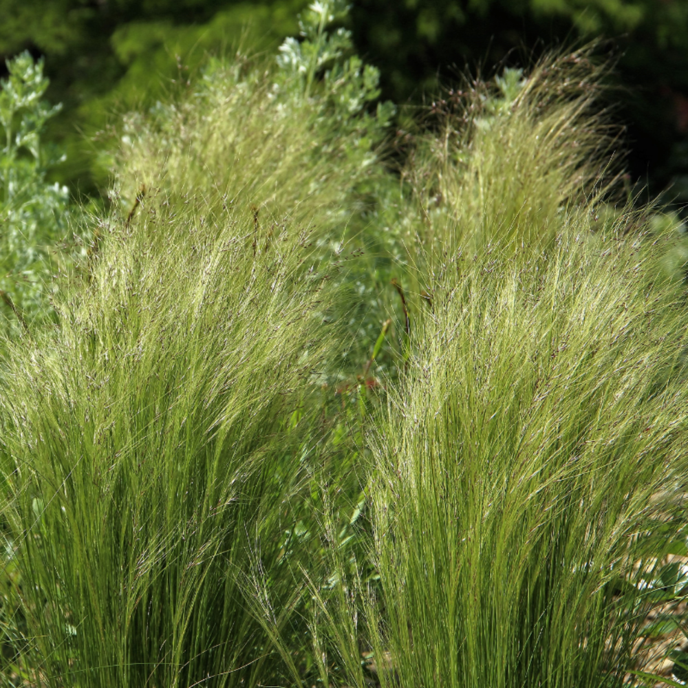 Stipe géant - stipa gigantea 40/50 cm godet 9cm