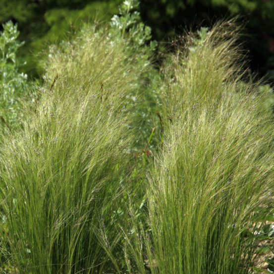 Stipe géant - stipa gigantea 40/50 cm godet 9cm