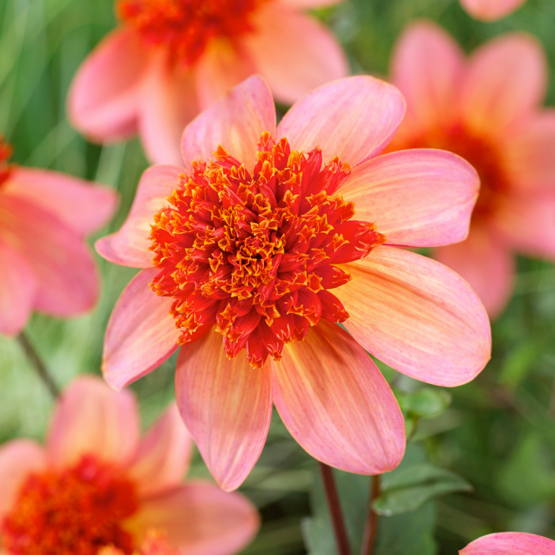 Dahlia 'totally tangerine' - lot de 3 - floraisons d'été - tubercules de dahlia - fleurs de jardin - orange/rose