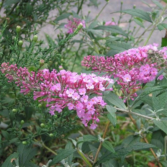 Arbre aux papillons 'pink delight' godet de 8/9 cm