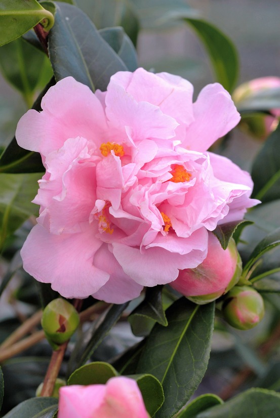 Camélia 'el dorado' - en pot de 1 litre