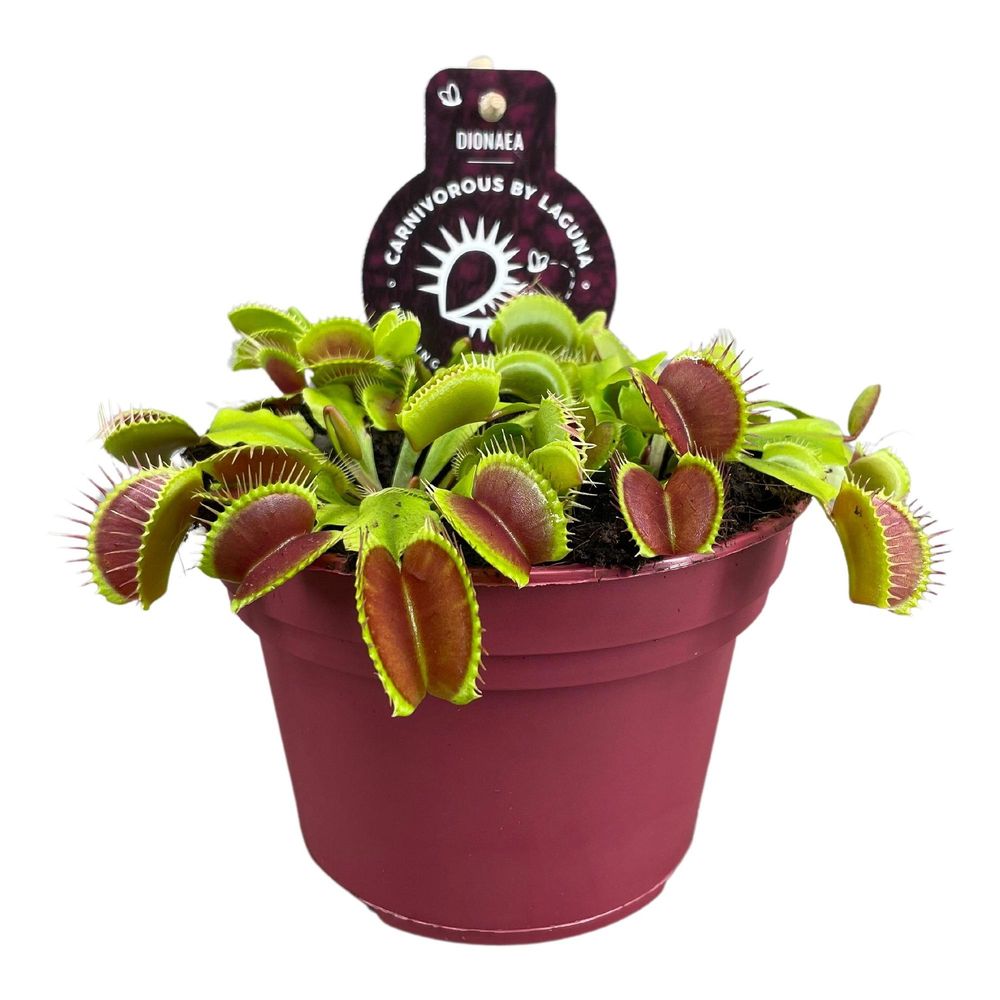 Dionaea muscipula - ø12 ↕12 - plantes d'intérieur