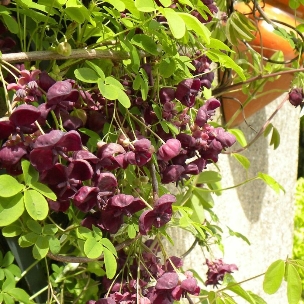 Akebie quinata, akebia pot de 2l - tuteur bambou 60/90 cm