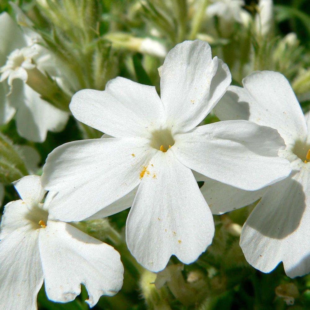 Phlox mousse 'white delight' mini-motte ø 3/4 cm (par 5)