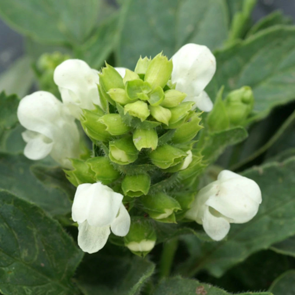 Brunelle à grandes fleurs blanche lot de 3 godets
