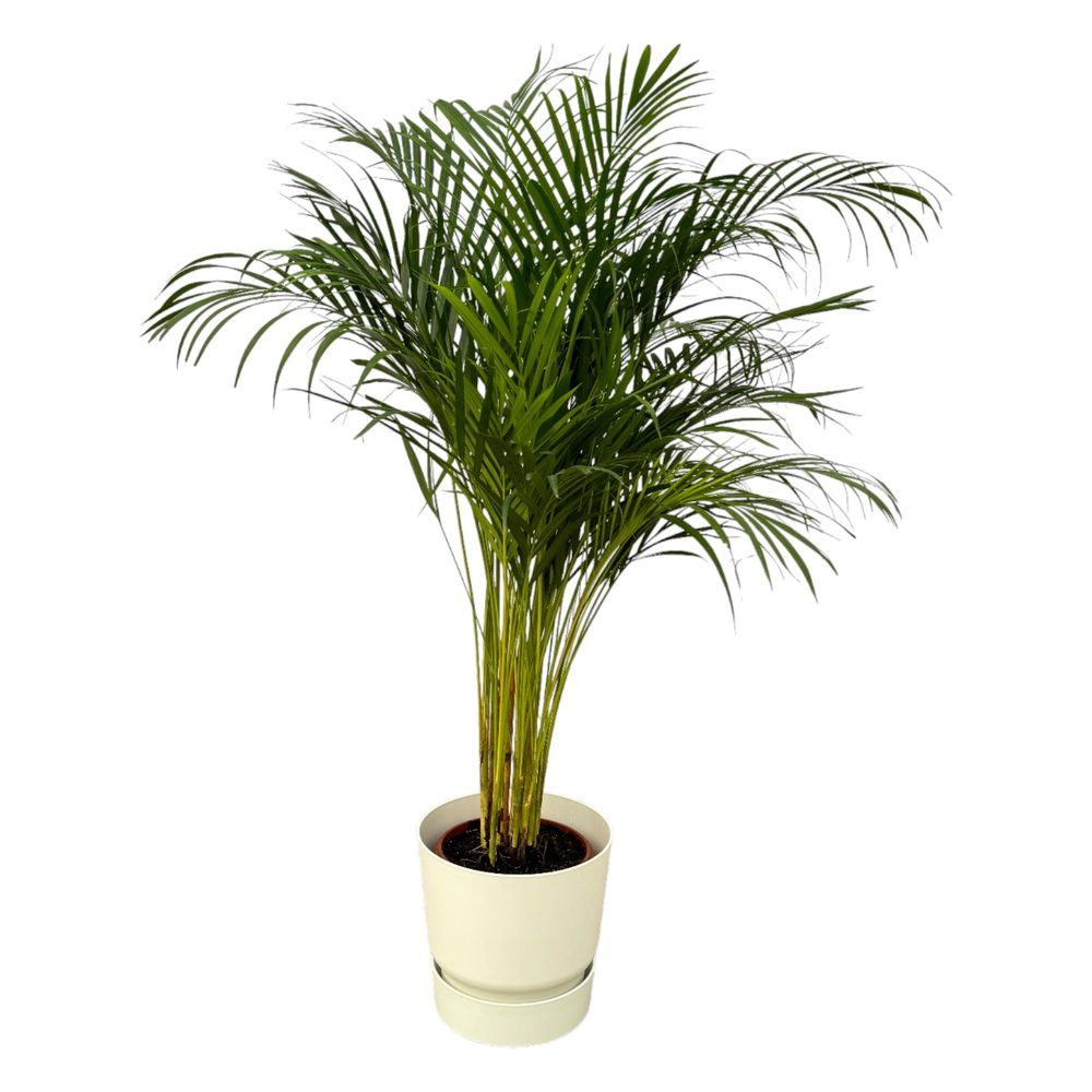 Palmier areca - plantes d'intérieur