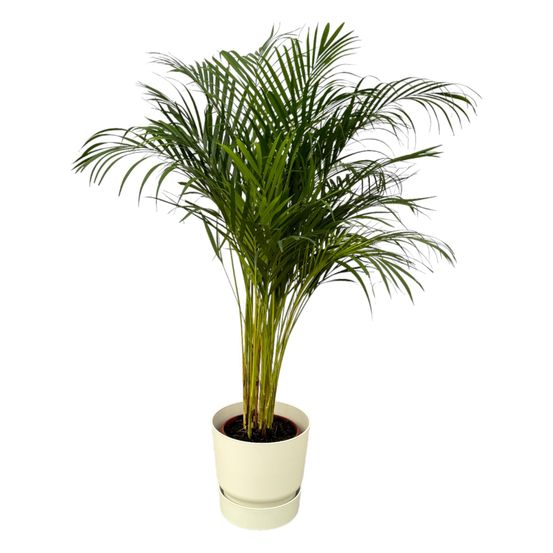 Palmier areca - plantes d'intérieur