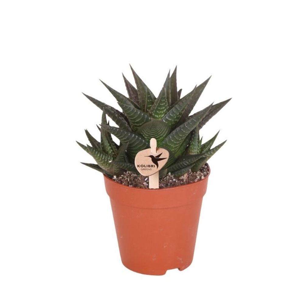 Succulente haworthia limifolia - ø9cm - ↕18cm - plantes d'intérieur