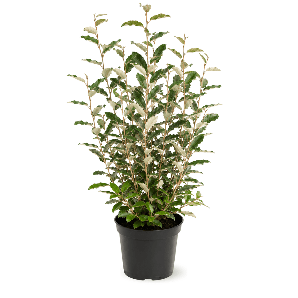 Eleagnus ebbingei - plantes de haies - ↕ 110-120 cm - ⌀ 24 cm - plante d'extérieur