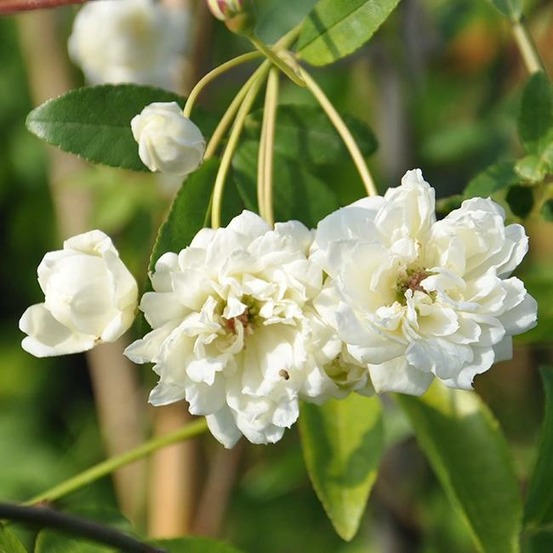 Rosier de banks 'alba plena' - rosa banksiae 3l - 60/90cm