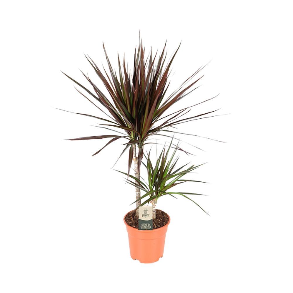 Plante d'intérieur - dracaena marginata magenta 70.0cm