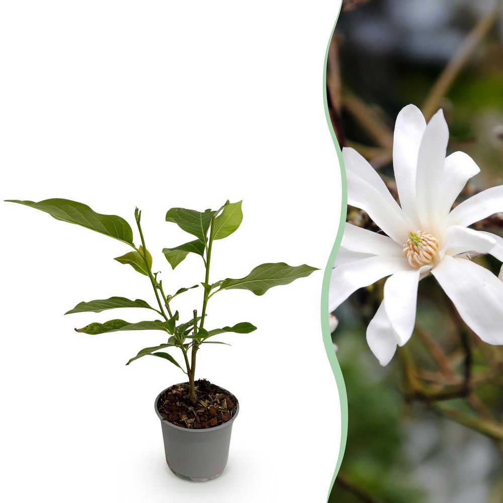 Magnolia étoilé - magnolia stellata - fleurs blanches - ø12cm - ↕30cm - plante d’extérieur