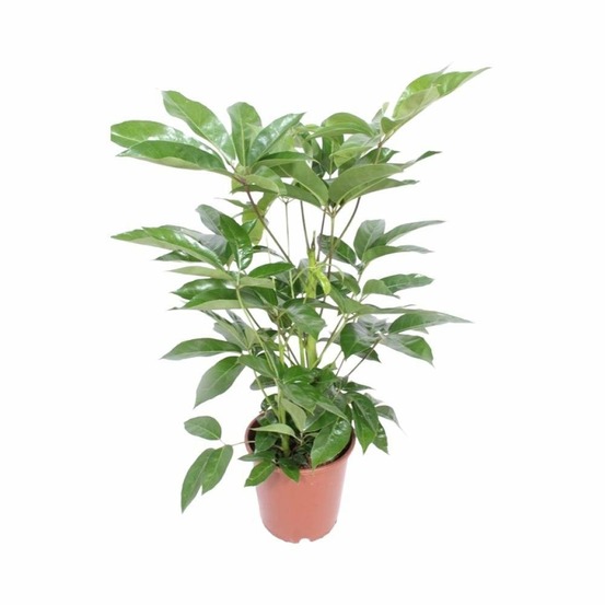 Schefflera actinophylla amate - h100 cm - ø24 cm