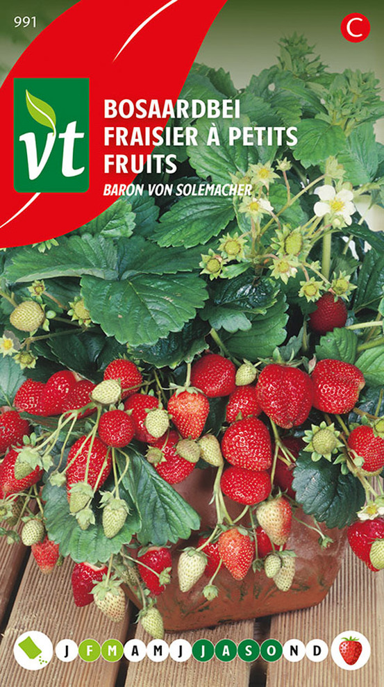 Fraisier à petits fruits baron von solemacher - ca. 0,3 gr (livraison gratuite)