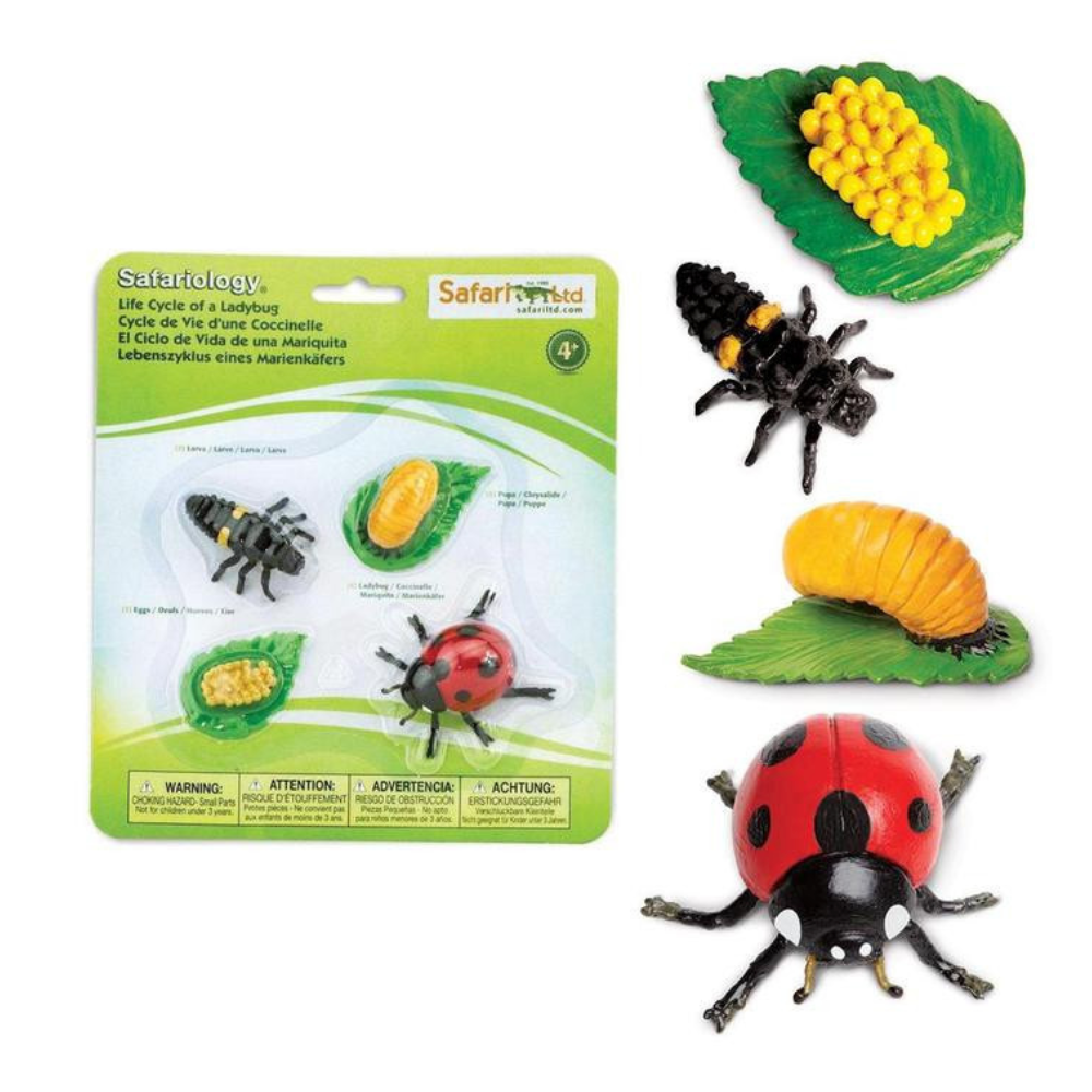 Figurines cycle de vie - coccinelles