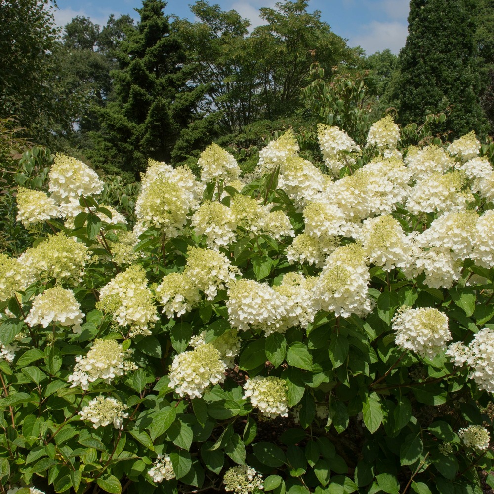Hortensia paniculé silver dollar - le pot / 3l / hauteur livrée 30-40cm, vendu par lot de 2