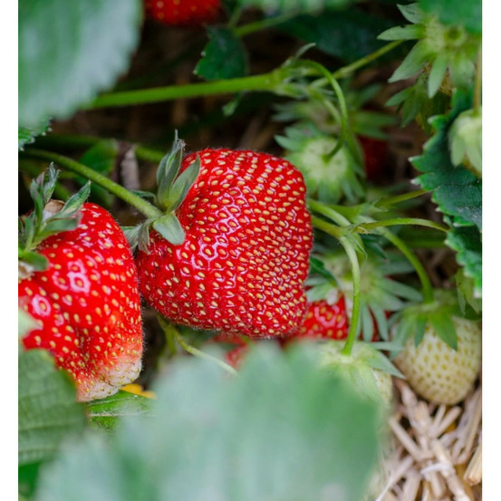 Plant de fraisier anaïs barquette de 6 godets
