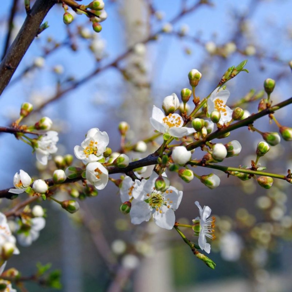 Epine noire (Prunus Spinosa)