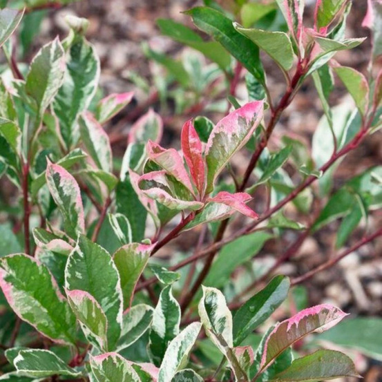 Photinia pink marble - photinia xfraseri pink marble en pot 10l 80/100cm