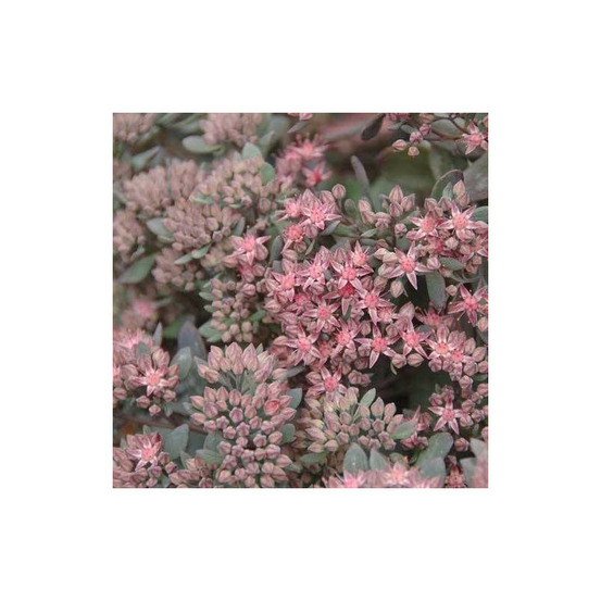 Orpin red canyon, sedum lot de 9 godets
