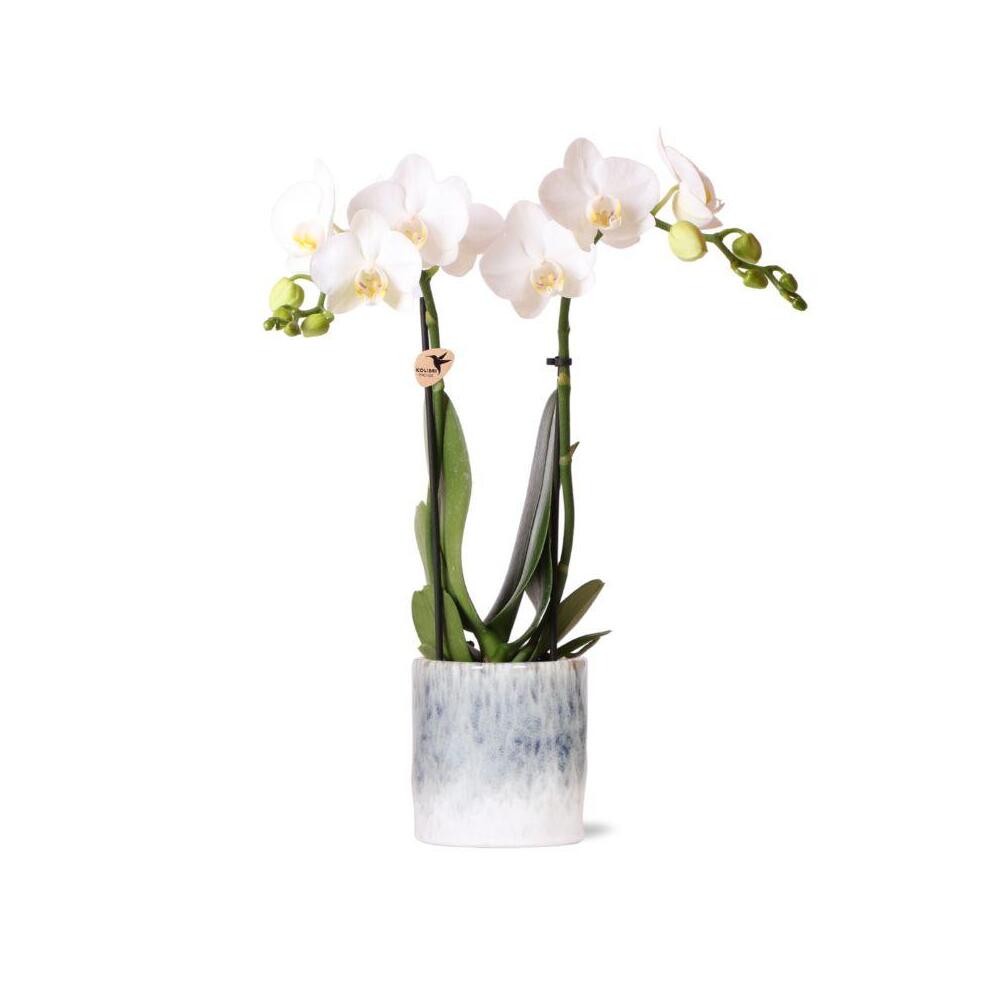 Kolibri orchids - orchidée phalaenopsis blanche - amabilis + pot sky - taille du pot 9cm - hauteur 40cm