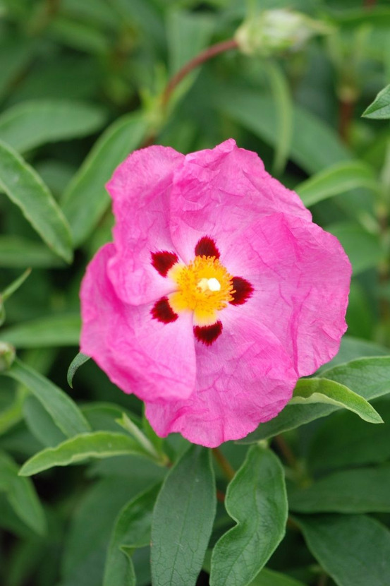 Ciste purpureus - en pot de 3 litres