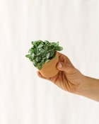 Plante d'intérieur - mini fittonia vert 10cm