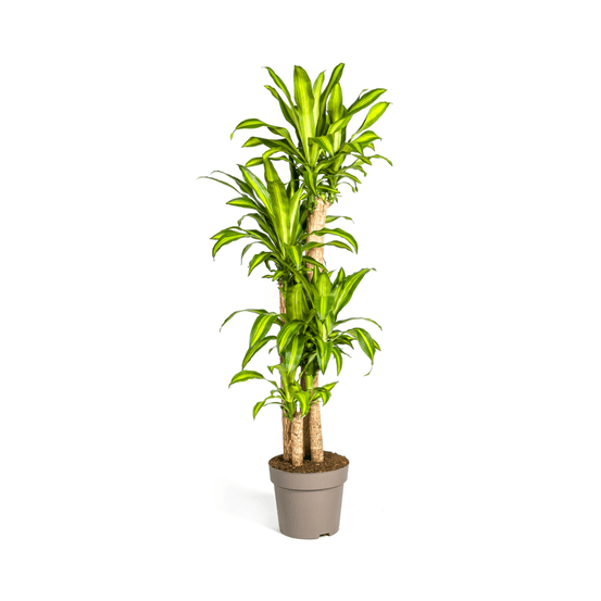 Dracaena fragrans massangeana ø30cm - ↕170 - 190cm - plantes d'intérieur