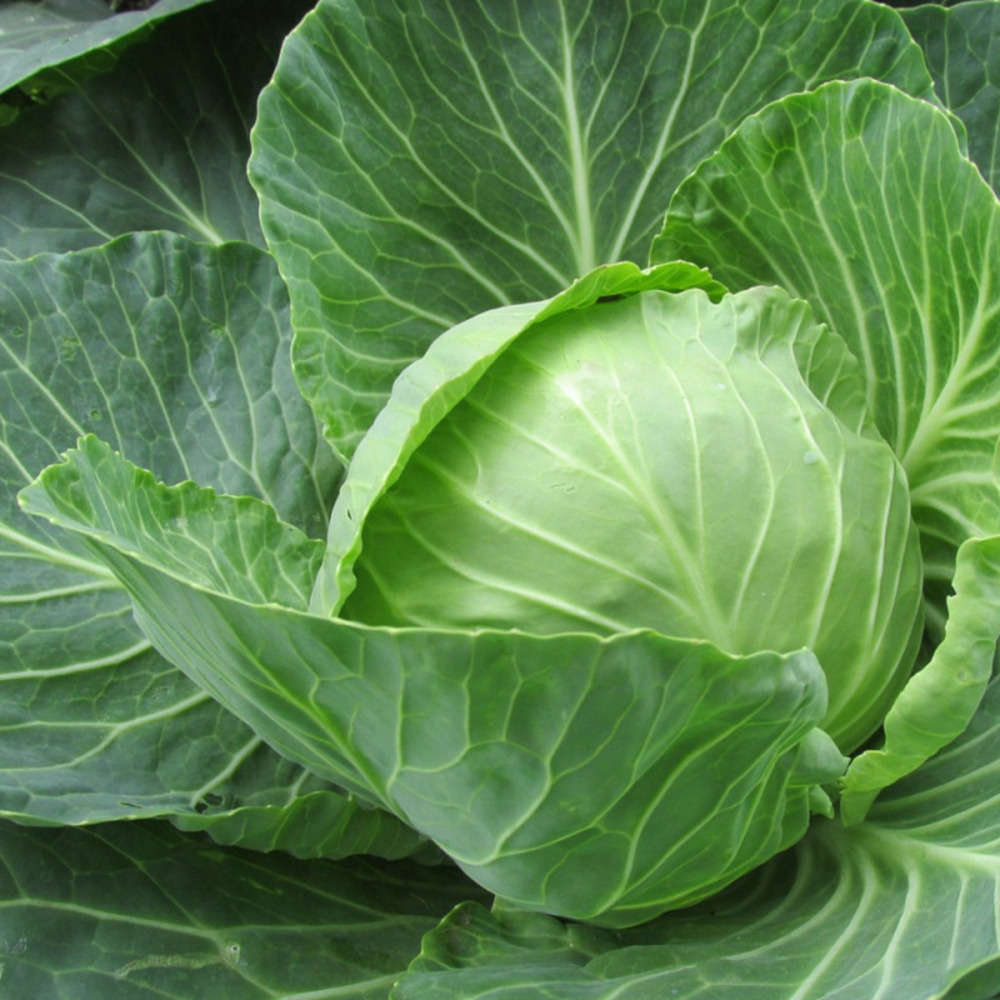 Graines de chou cabus de brunswick - vilmorin sachet