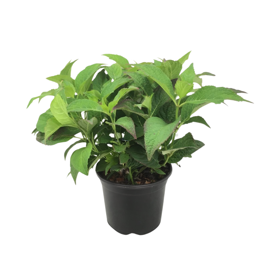 Hortensia - hydrangea serrata 'summerglow' - hauteur 25-40cm - ⌀19cm