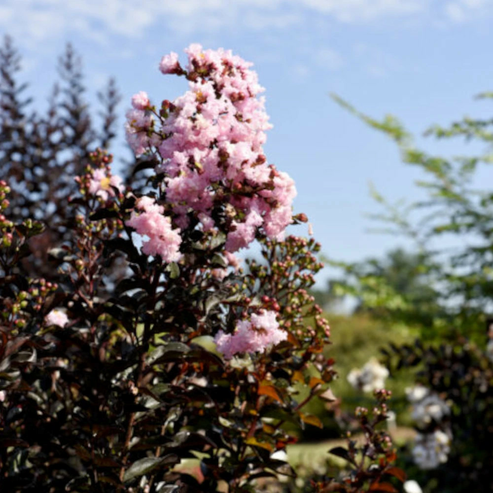 Lilas des indes moonlight magic® 'piilag-iv', lagerstroemia pot de 3l - touffe