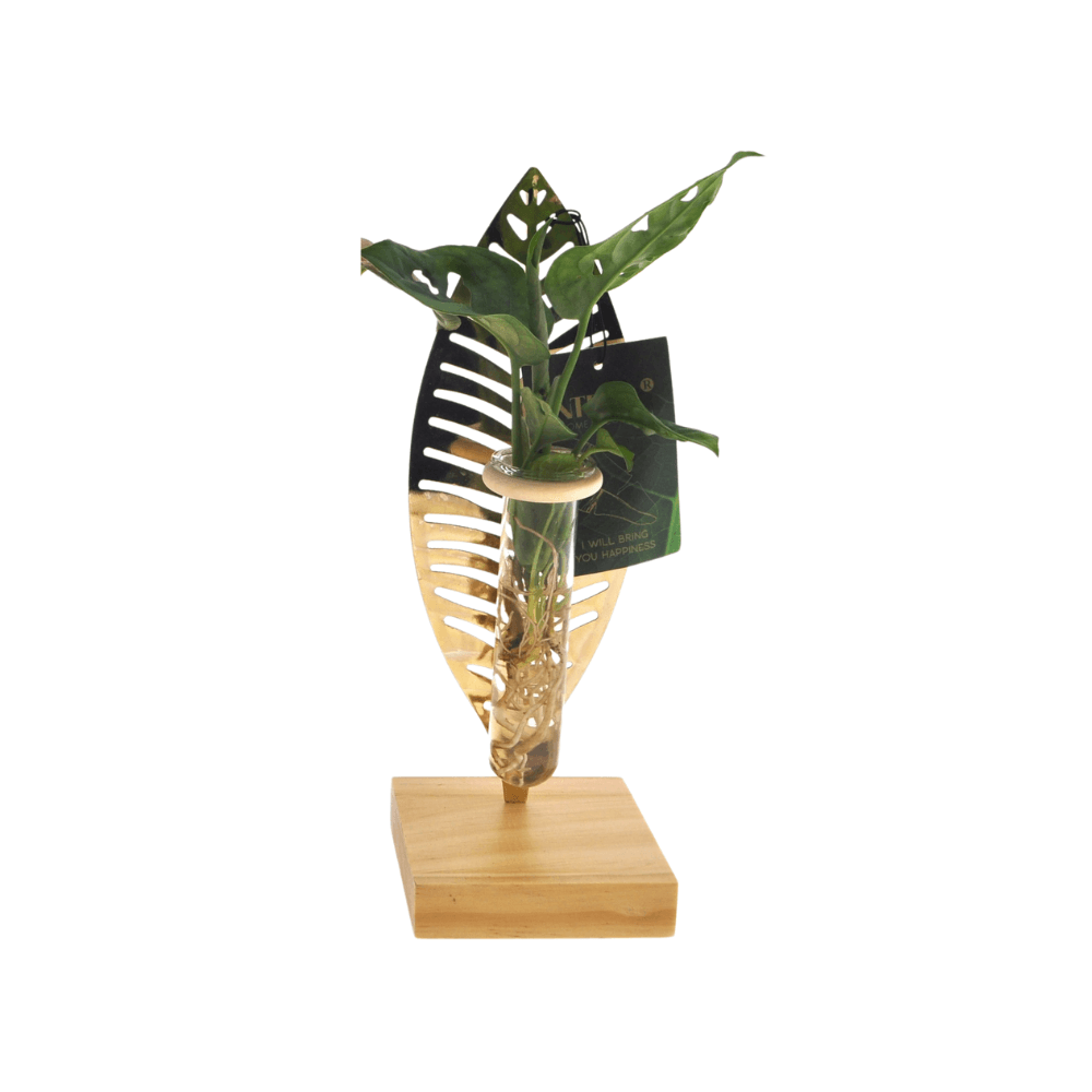 Mother's day - kamerplanten mix in verona glas - ø7cm - ↕10cm - 1 pièce - plantes d'intérieur