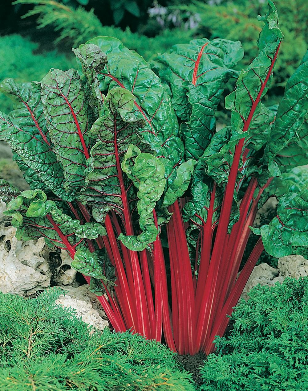 Poiree rhubarb chard - 2 g