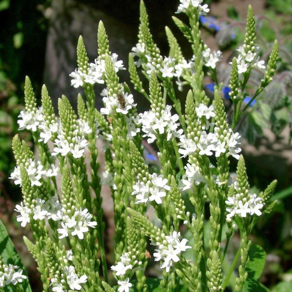 Verveine hastée 'white spires' godet de 8/9 cm