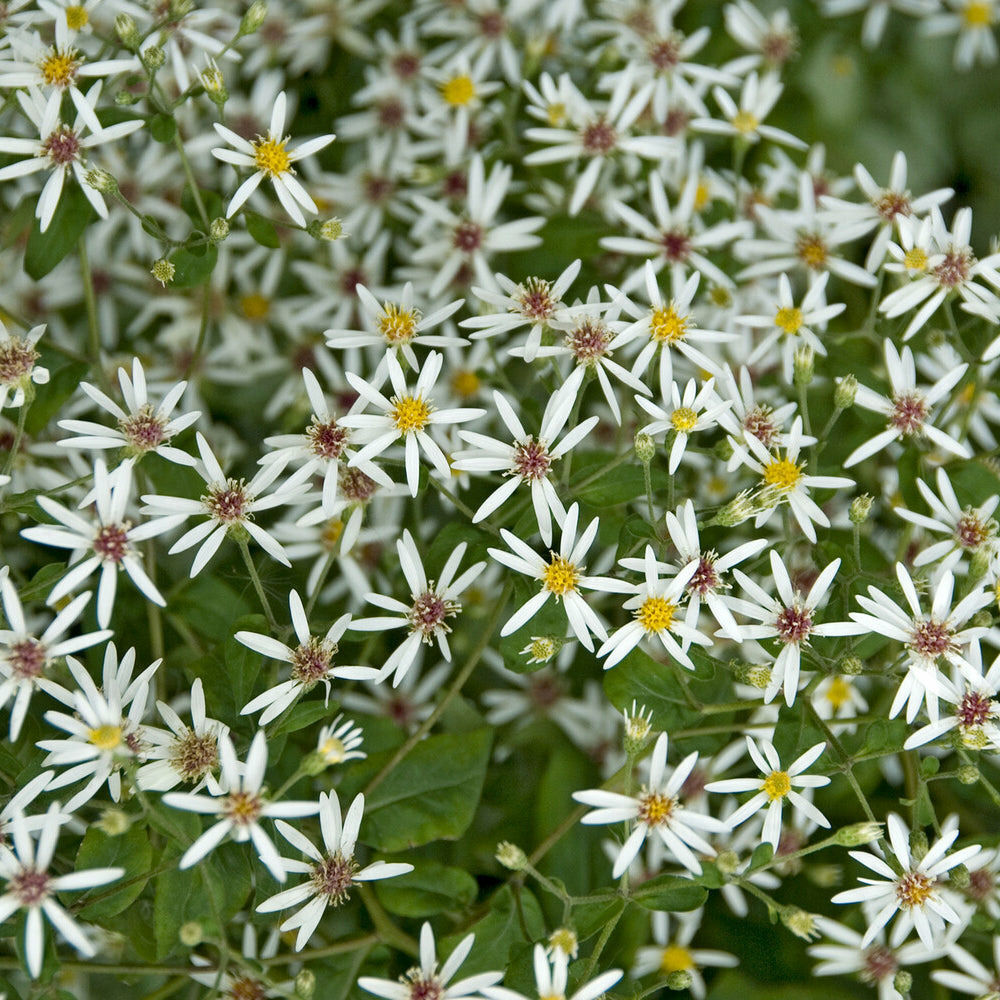 Aster divariqué - le pot / ø 9cm, vendu par lot de 4