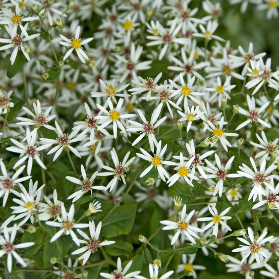 Aster divariqué - le pot / ø 9cm, vendu par lot de 4