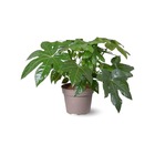 Fatsia japonica aralia  - ↕ 40-50 cm - ⌀ 17 cm - plante d'intérieur
