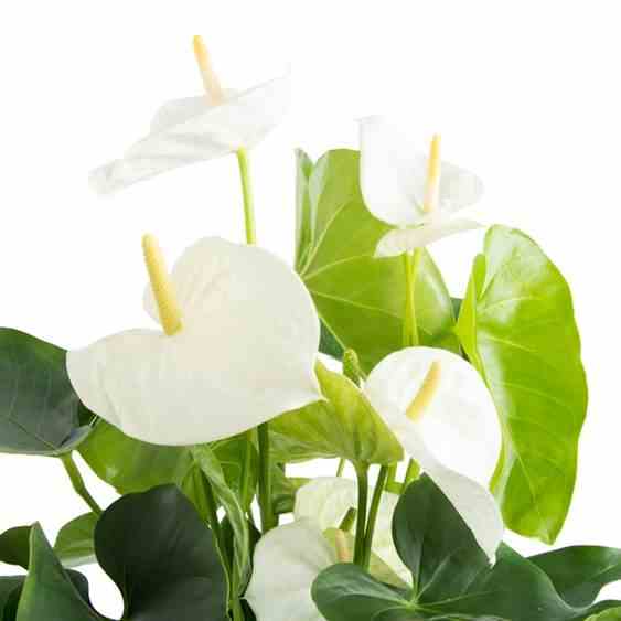 Anthurium andreanum blanc samora (anthure flamant rose, langue de feu) taille pot de 2 litres - 50/70 cm