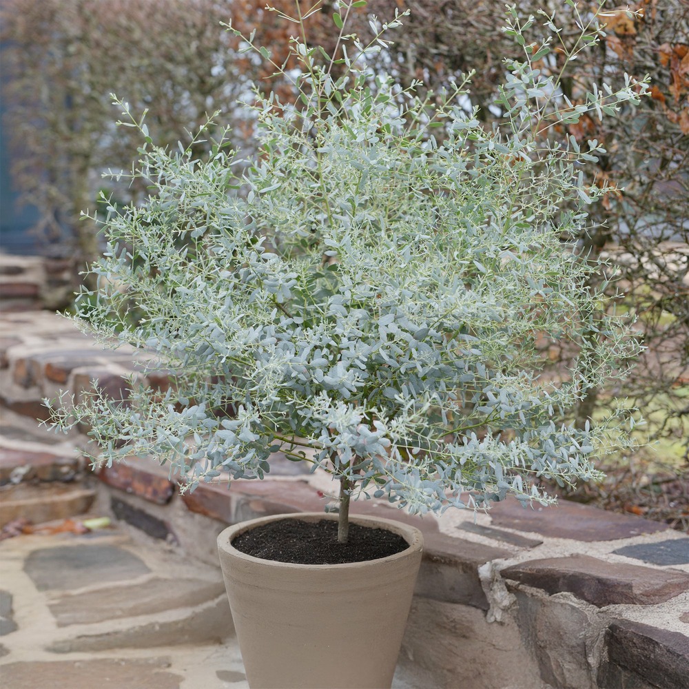 Eucalyptus gunnii france bleu ® rengun - le pot / 8cm, vendu par lot de 4