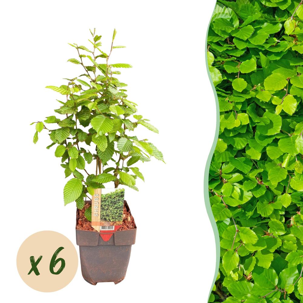 Charme - pot 17 cm - hauteur 55 cm